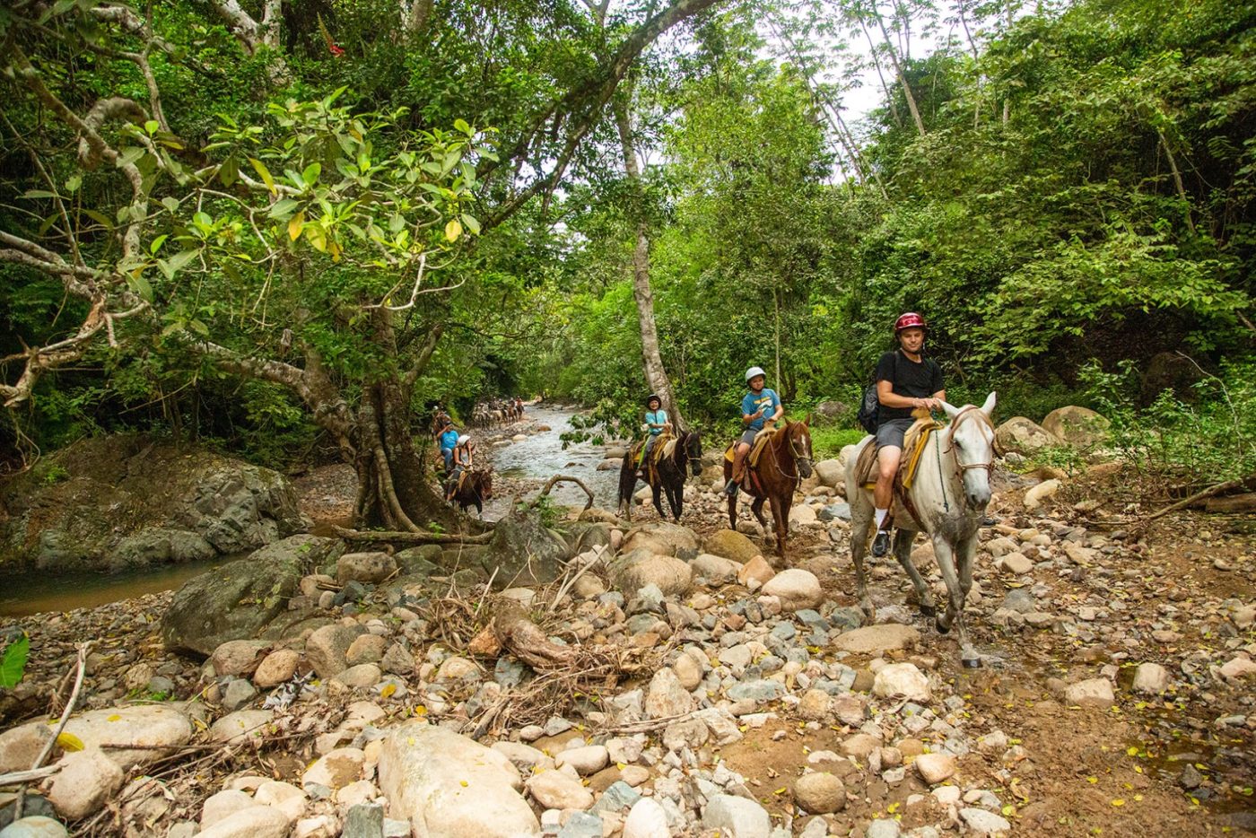 Taking Care of Horses: Nurturing Our Equine Companions